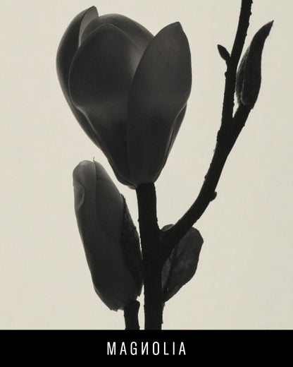 A black and whte silhouette of a magnolia flower.